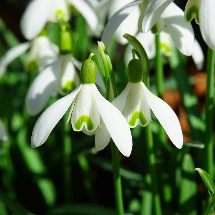 White-and-green Snowdrop Flowers Close-up Photography