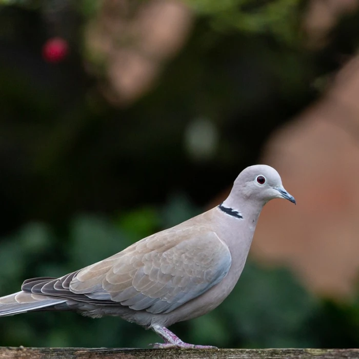 Collared dove, dove, pigeon