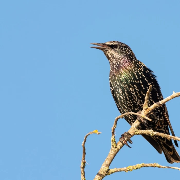 Starling, bird, animal