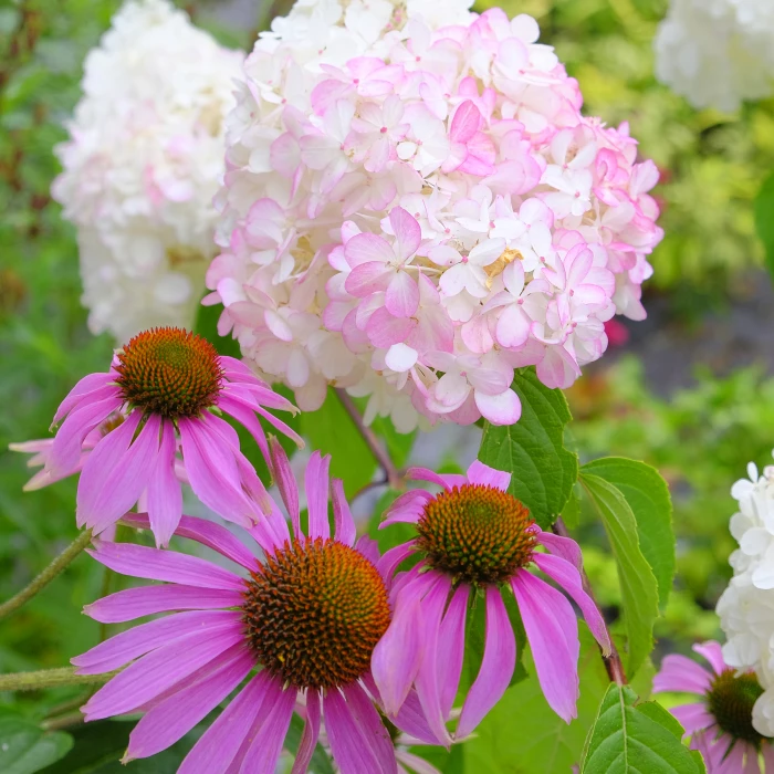 RR Echinacea + Hydrangea_f5015