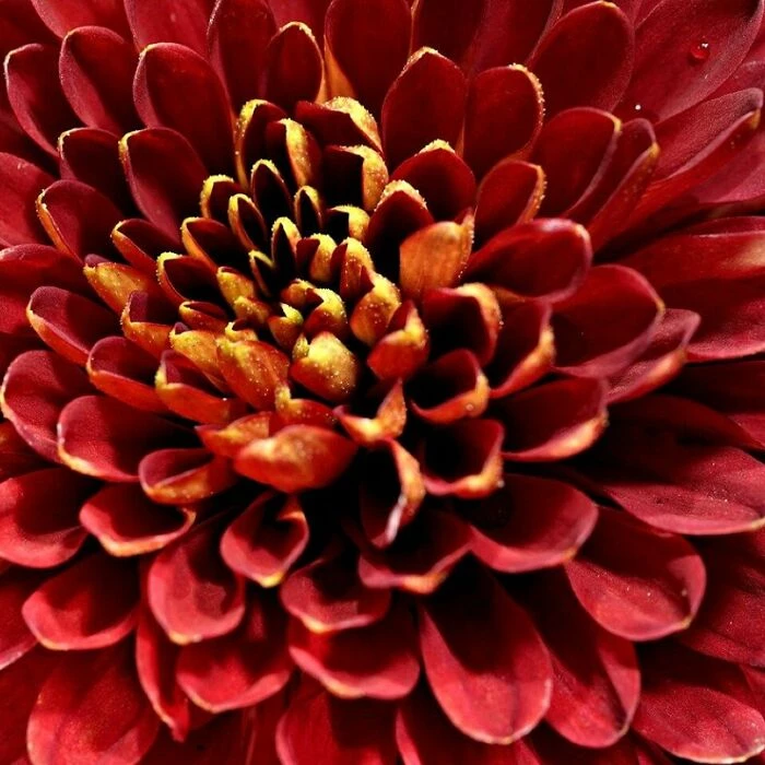 Chrysanthemum, flower wallpaper, beautiful flowers