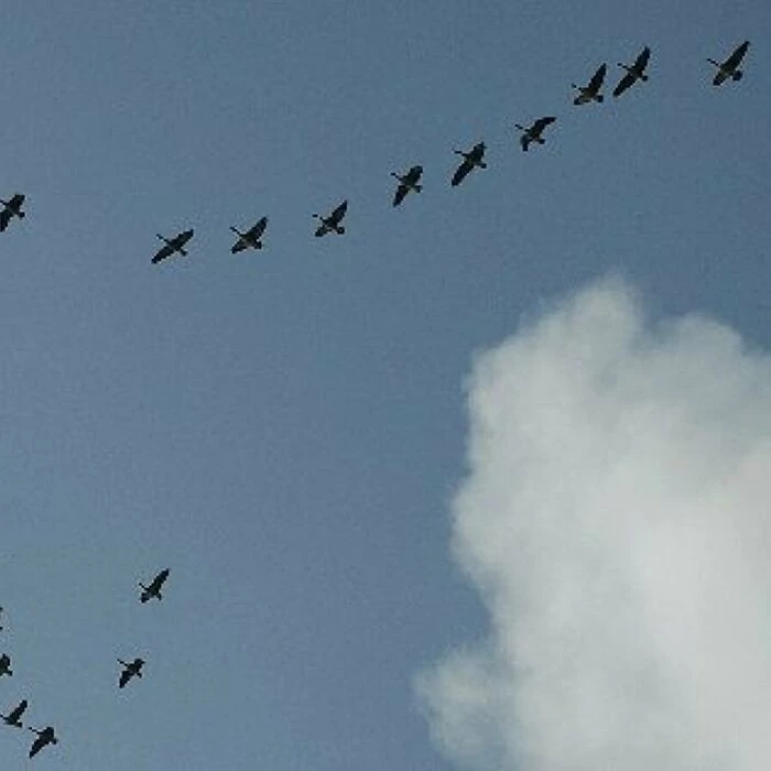 Pink footed geese