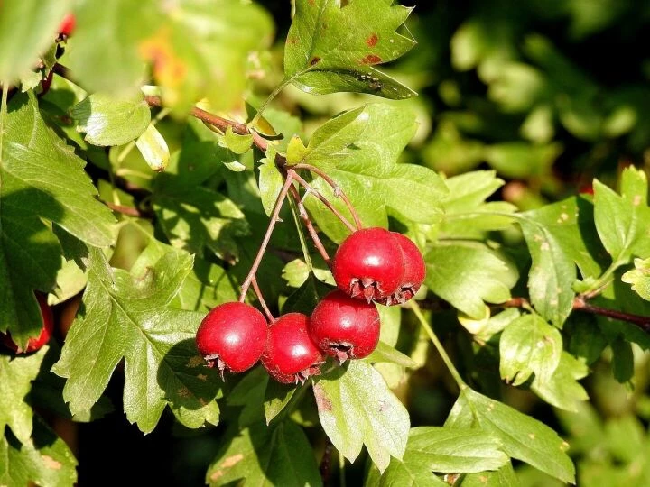 Hawthorn, hawthorn fruit, red fruit