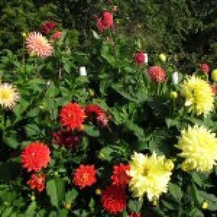 Dahlias at allotment #3
