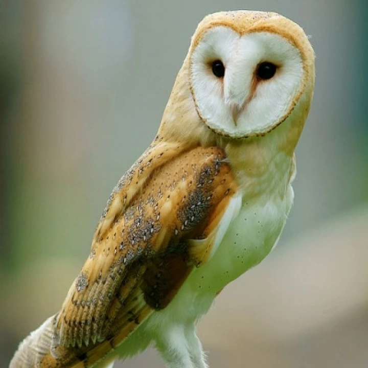 Barn Owl