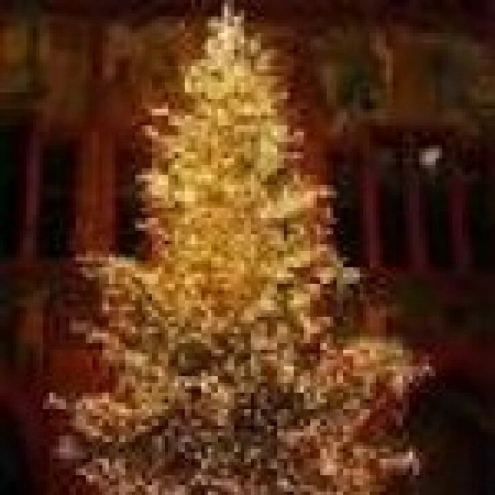 Xmas tree