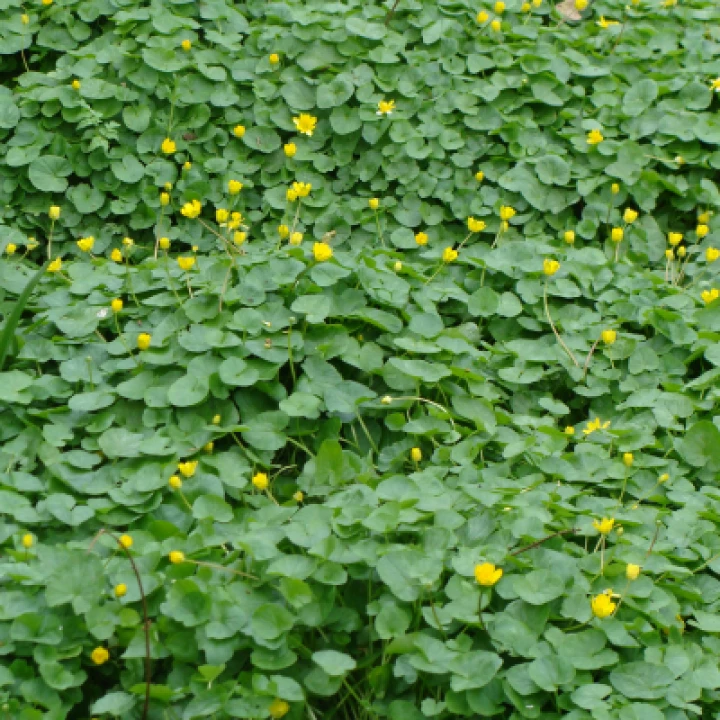 Drift Of Celandines (4)