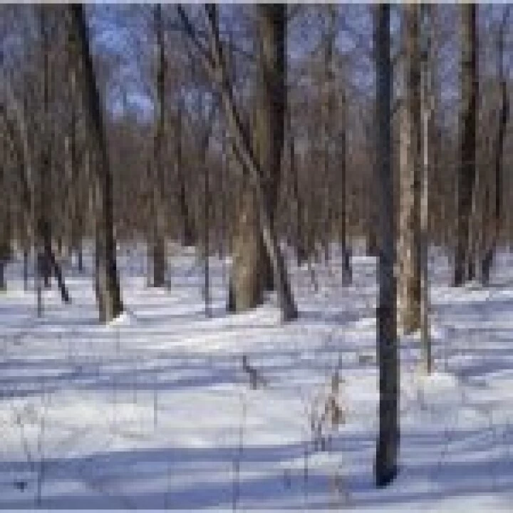 Winter in forest