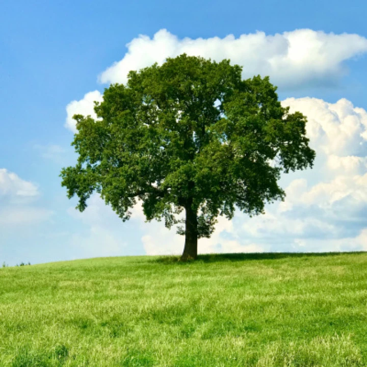 Henbury Tree in Summer