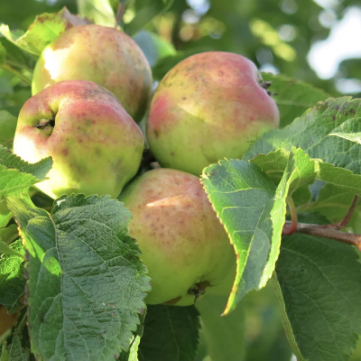 Woodland Walk Autumn 2021 Apples