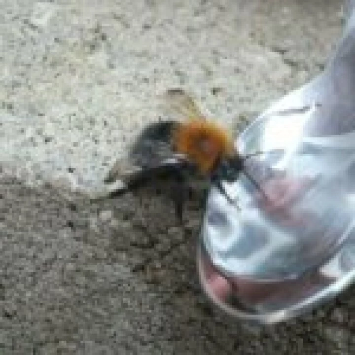 Bee