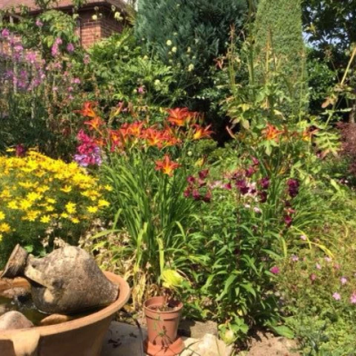 Lilies, Daisies, Crocosmia