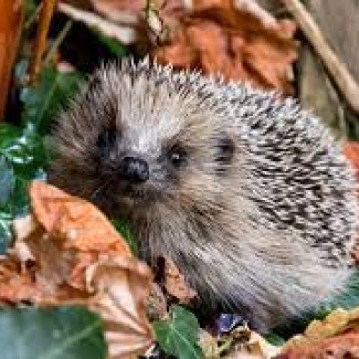 Cutest Hedgehog