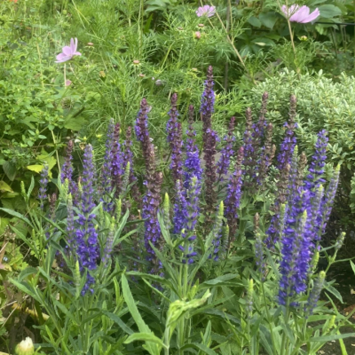 Open garden weekend Salvia 0