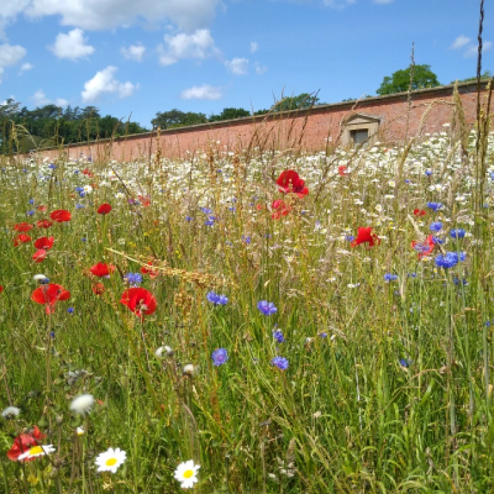 Summer flowers