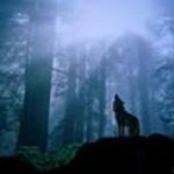wolves-web