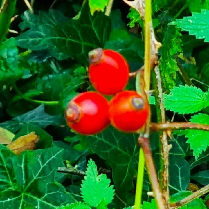 Rose Hips