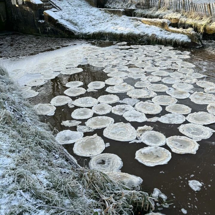 Snow Lilies