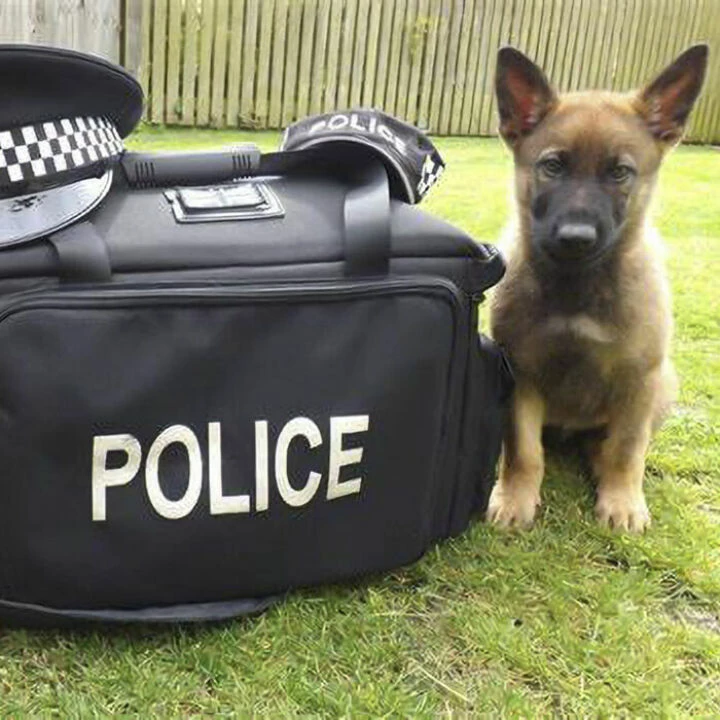 Cheshire Police Residents Voice Survey – PD Rex