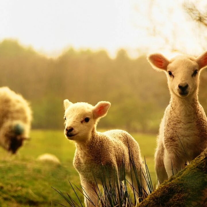 Sheep, lamb, animals, lamb, lamb, lamb, lamb, nature, lamb