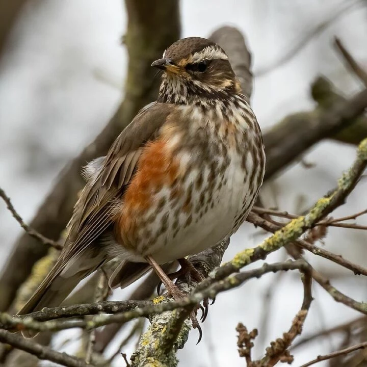 Bird, redwing, ornithology, species, fauna, nature, avian, animal, wildlife, fieldfare, migratory bird, thrush, perched, tree, redwing, redwing, redwing, redwing, redwing, fieldfare, fieldfare