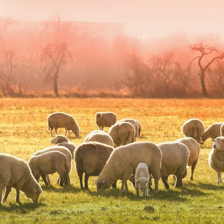 Sheeps, lambs, flock, animals, graze, farm animals, grass, livestock, wool, animal world, meadow, field, nature, landscape, morning, sheeps, sheeps, sheeps, sheeps, lambs, lambs, flock, flock, farm animals, farm animals, farm animals, farm animals, farm a