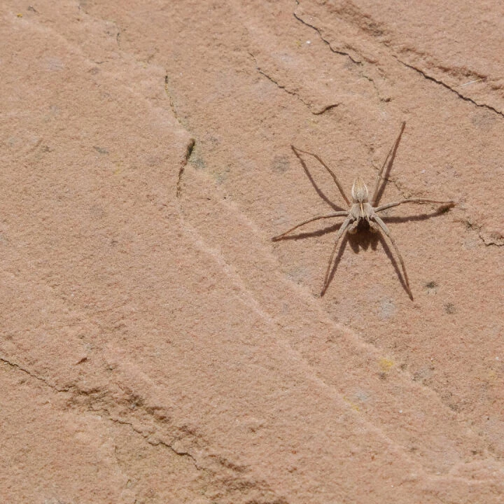 RR Jumping Spider F7061