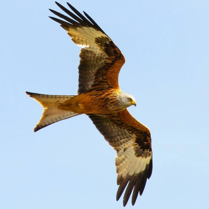 Red kite in flight, red kite, raptor, bird, nature, feather, wing, portrait, plumage, flying, sky, bill, predator, wildlife