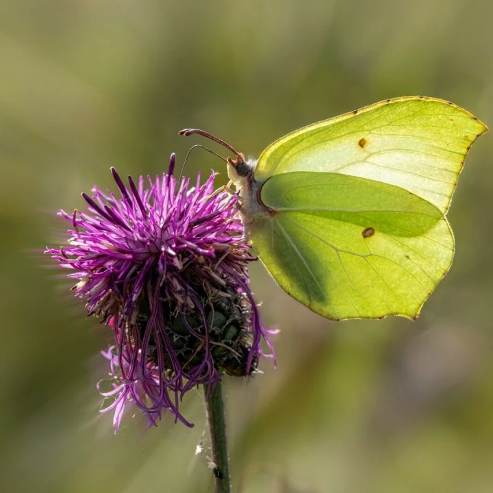 Close-up of a brimstone butterfly on a vibrant purple thistle flower in Estonia.