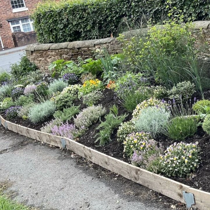 Herb bed June 25