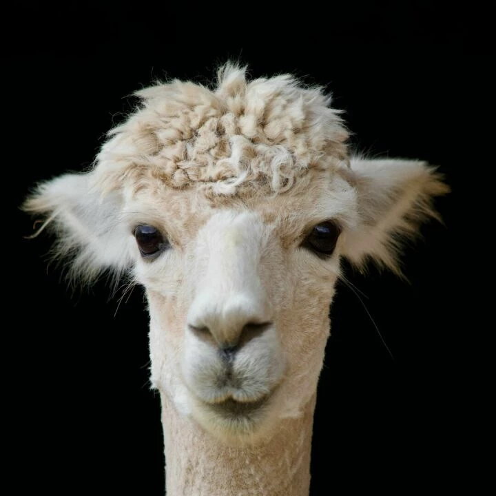 Close-up portrait of an alpaca in a studio setting, highlighting its features.