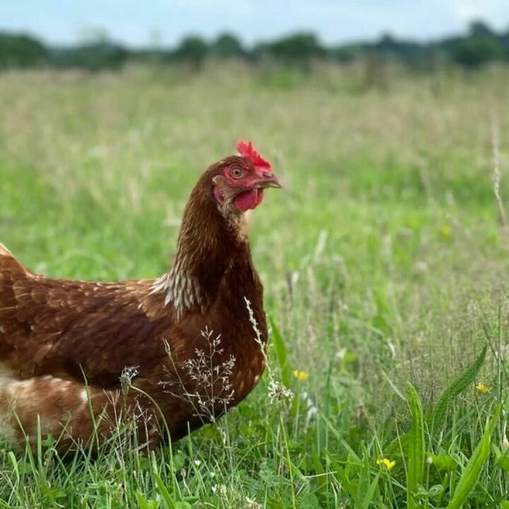 Sandy Lane Farm Chicken