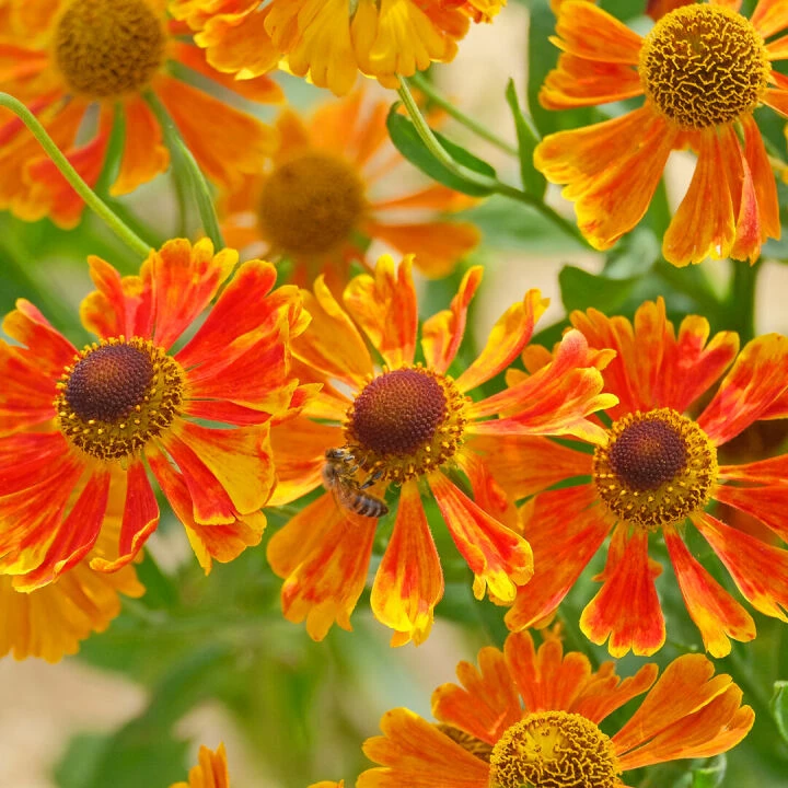 helenium