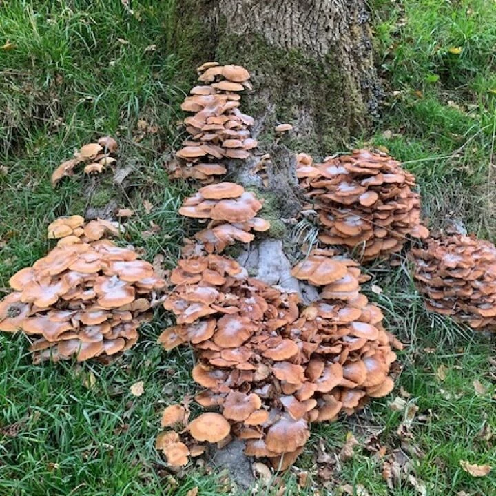 Toadstools