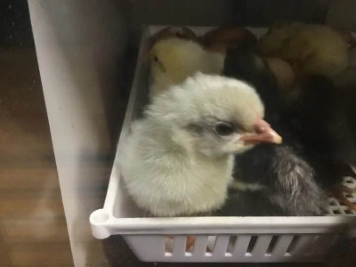 Chicks 5