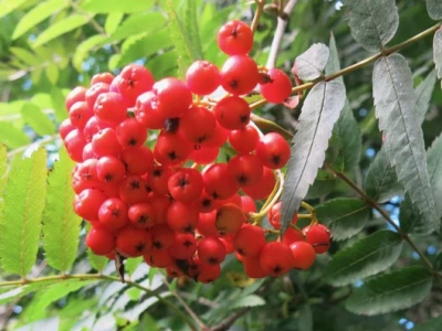 TCW Rowan Berries (3)