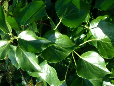 TWT English Ivy Adult Foliage