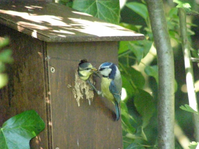Blue Tit feeding young