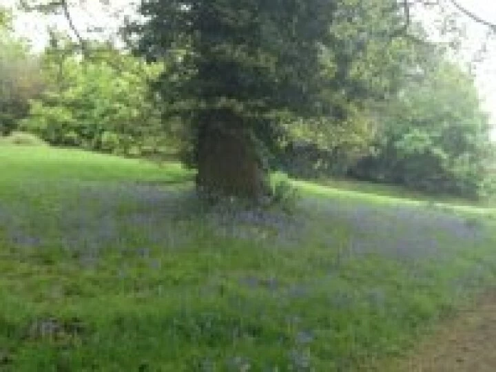 Bluebells