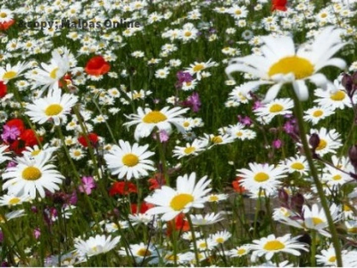 wild flowers