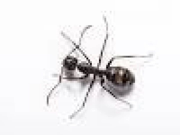 wasp