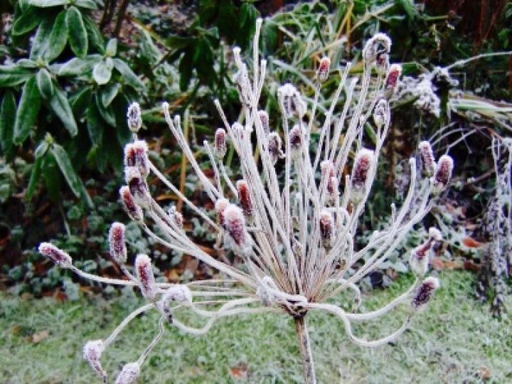 DJW Frost 013