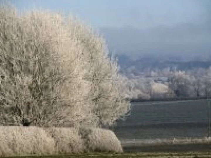 Frosty morning