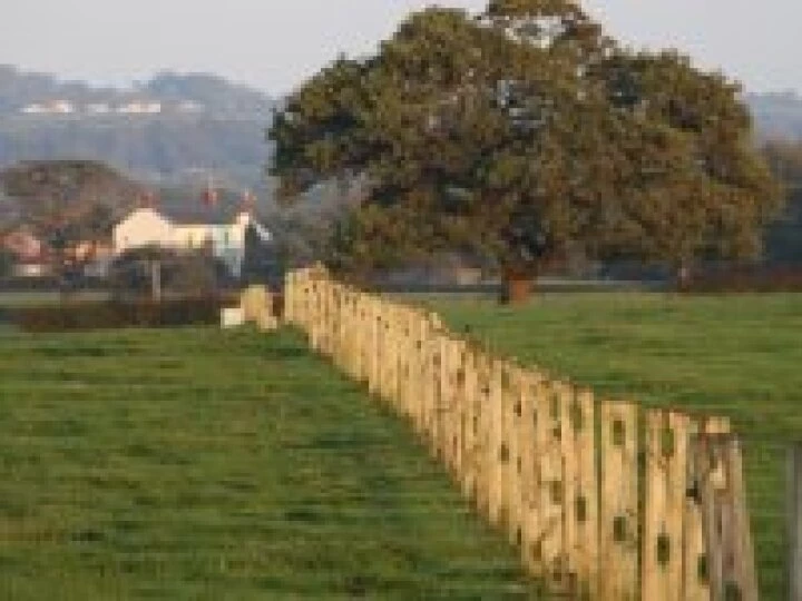 Evening field