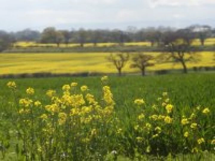 Spring fields