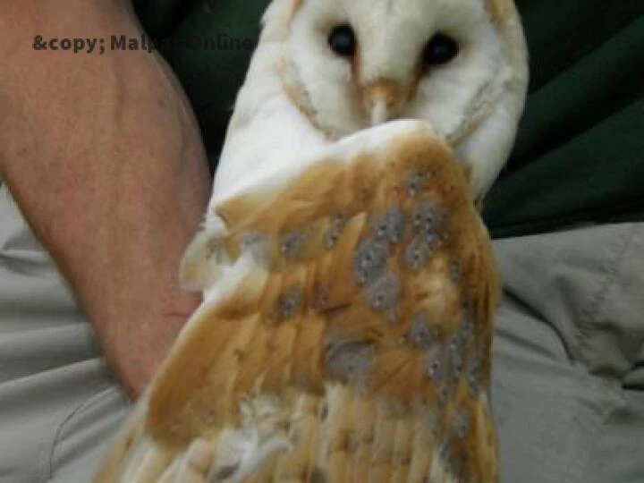 Barn Owl