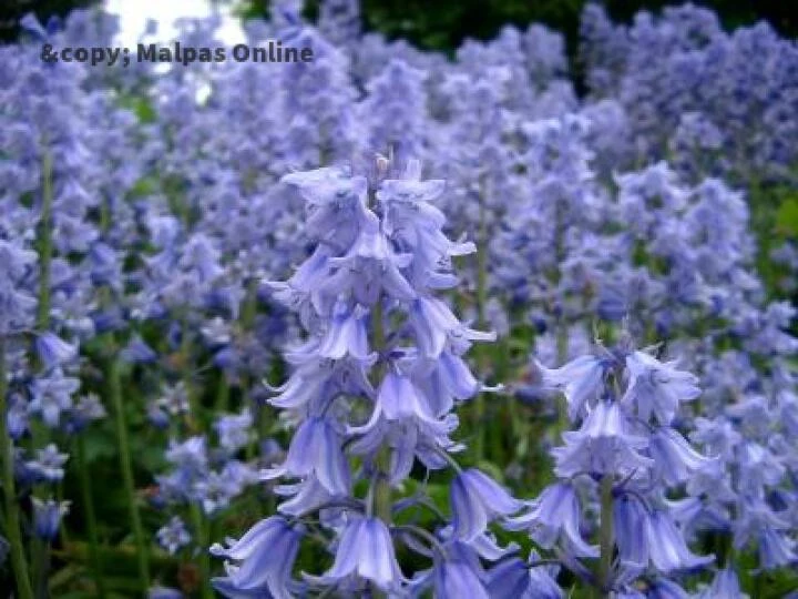 blue bells