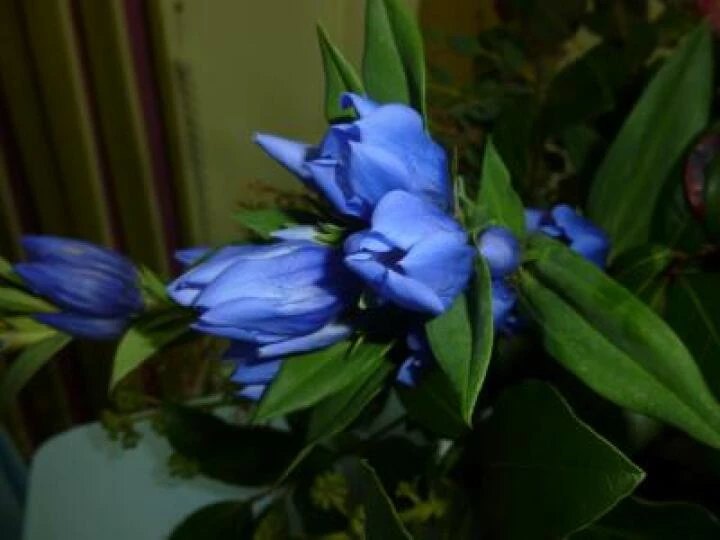 Flower Club Sept 2018 P1030584