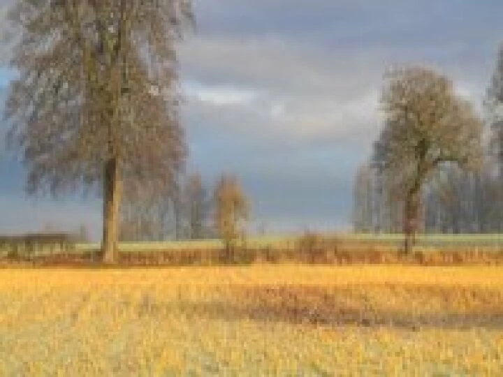 Autumn 1