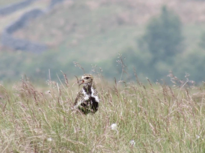golden_plover